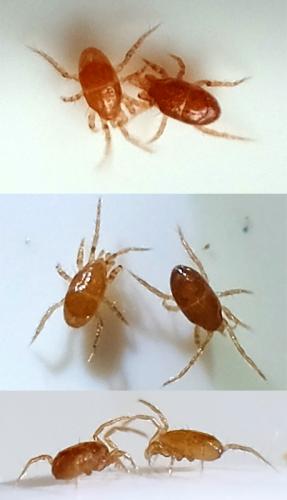 Réf. 336 813 : Parasitus fimetorum